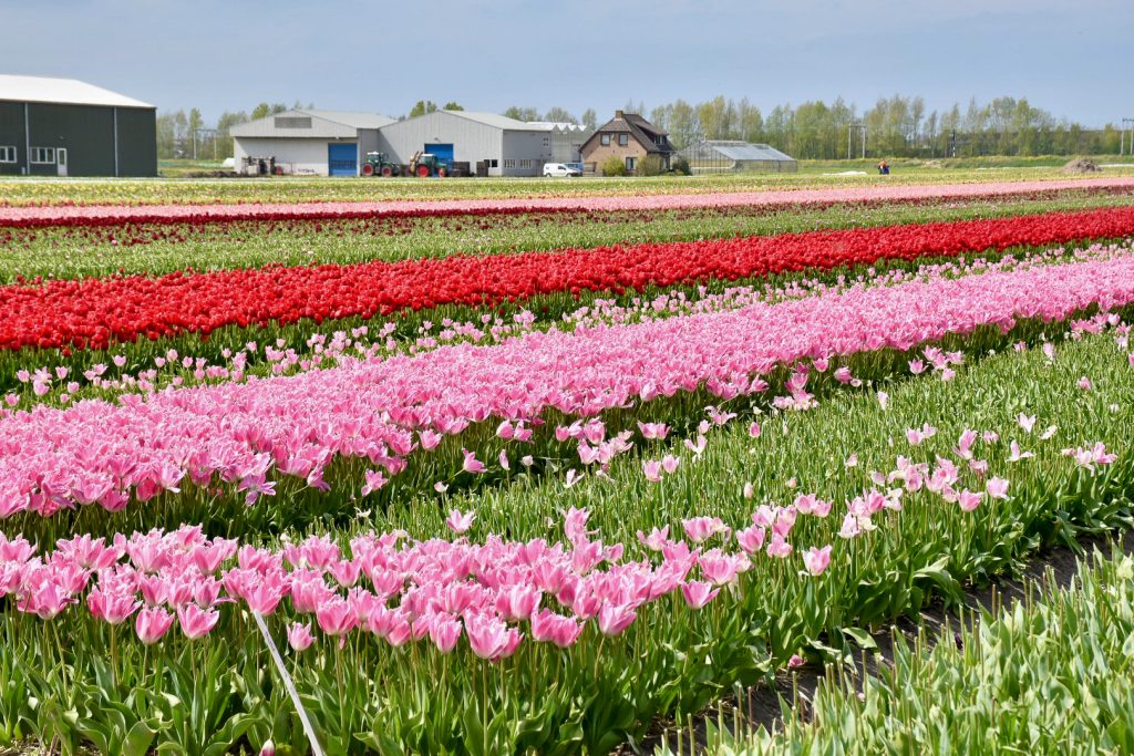 Fields of tulips in bloom in straight rooms of pink, green, red and yellow with farm buildings on the horizon