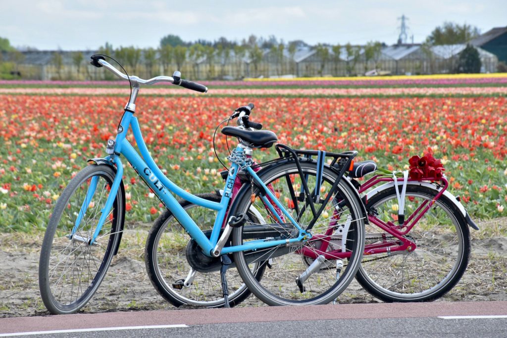 Two bicycles (one blue and one black) parked on the road in front of a field of red tulips. Trees in the background beyond the tulip field
